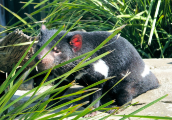 Tasmania czyli diabeł, P.E. Strzelecki i georóżnorodność – Wykład online w Oddziale Poznańskim PTG