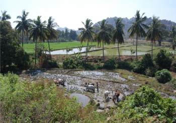 „Tam, gdzie pieprz rośnie – przez południowe Indie” – Zapraszamy na prelekcję prof. Marka Barwińskiego